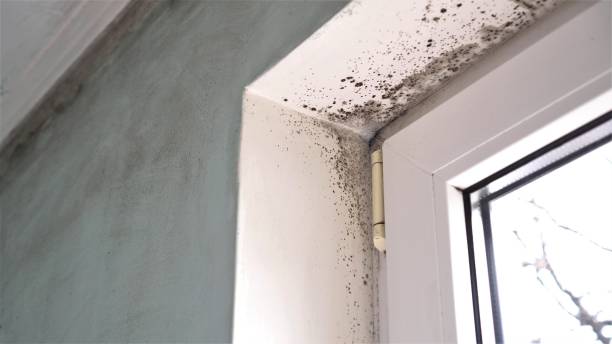 Best Mold Remediation for Specific Building Types in Fairbury, IL