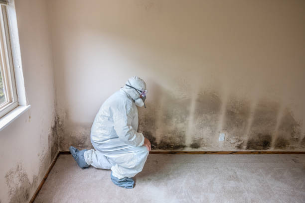 Best Black Mold Remediation in Fairbury, IL