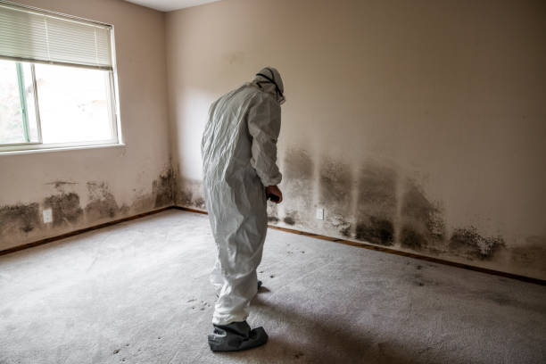 Best Kitchen Mold Remediation in Fairbury, IL