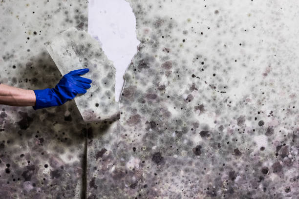 Best HVAC Mold Remediation in Fairbury, IL