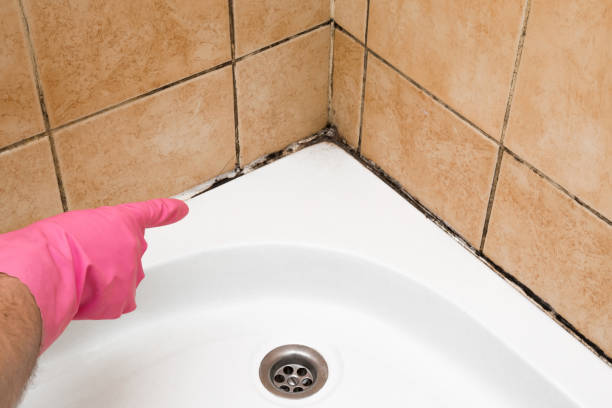 Trusted Fairbury, IL Mold Remediation Experts